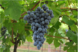 科维纳（Corvina）.jpg