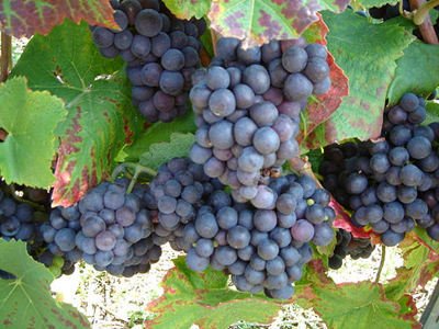 1575272836173120.jpg 皮诺莫尼耶.jpg